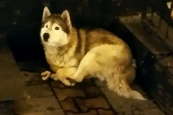 Собака найдена на Площади Ленина в Хабаровске