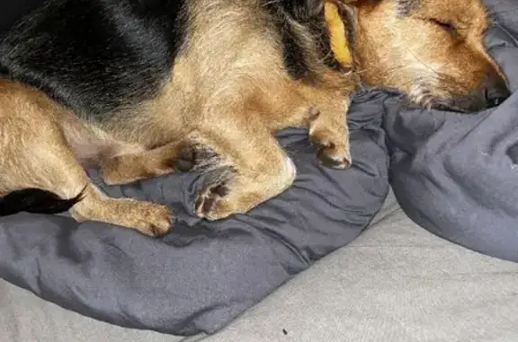 Найдена собака на ул. Пугачева, 51 в Саратове