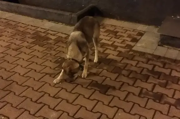 Найдена собака на Площади Ленина, возможно потерянная