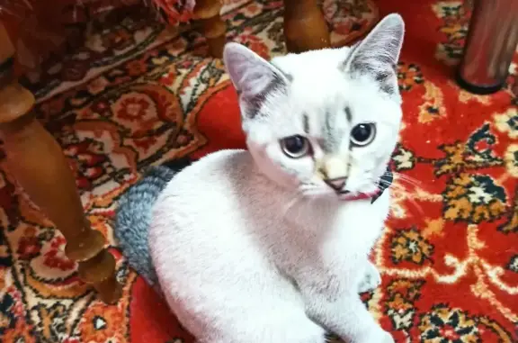 Найдена кошка на ул. Эмилии Алексеевой, 5 к1, Барнаул