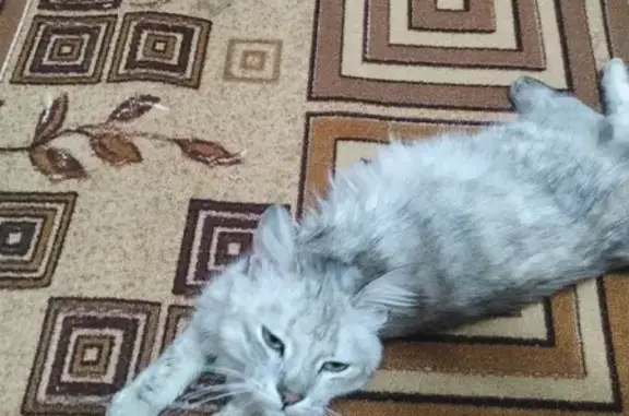Найдена кошка на ул. Ватутина, Волгоград