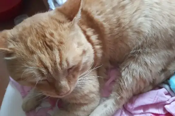 Найдена рыжая кошка в Казани