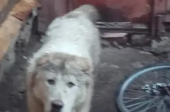 Пропала собака Алабай на Нагорной улице, г. Тамбов.