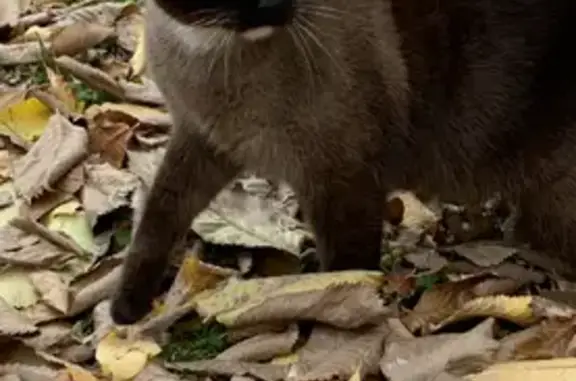 Пропал сиамский кот Филя на улице Архангельской, 33 в Череповце