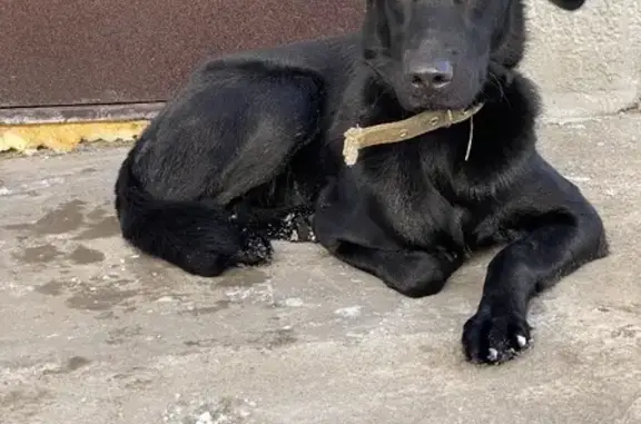 Найдена добрая собака на Фёдора Горячева, 30 октября