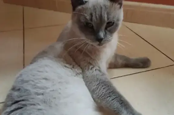 Найдена домашняя кошка на Машиностроительной, Калининград