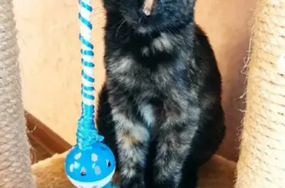 Найдена кошка на Темрюкской улице, Краснодар