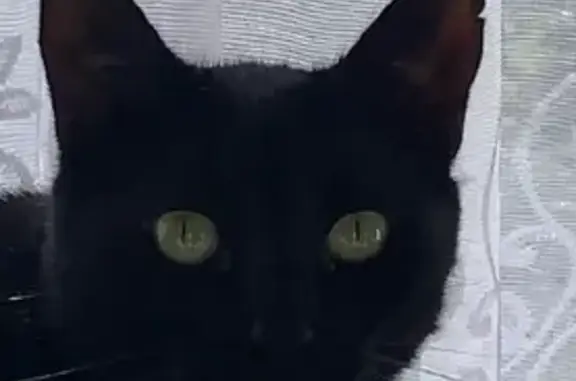 Пропала черная кошка с сечкой на ухе, ответит на имя 