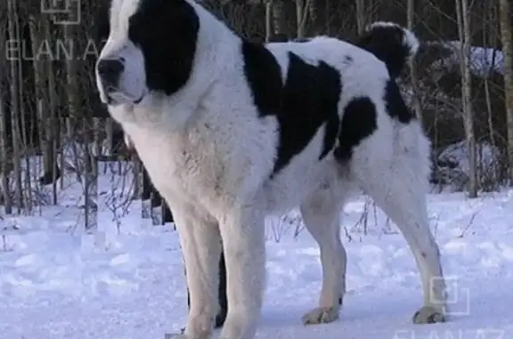Найдена собака в Москве, Люблино на улице Верхние поля, 45к1