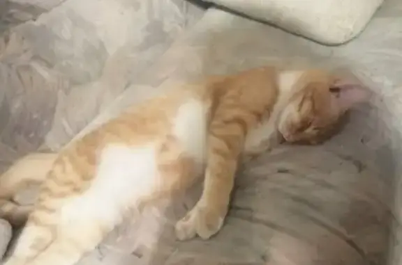 Потерянные животные Смоленск, фото: Пропала кошка на улице Попова, 104 в Смоленске