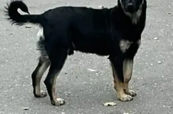 Найден щенок на улице Ульянова 4-11, Оренбург.