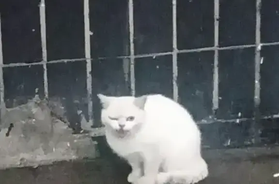 Найдена белая кошка с голубыми глазами на ул. Ак.Челомея, рядом с роддомом 4