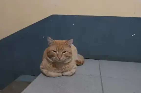 Найдена кошка на ул. Кропоткина, Новосибирск