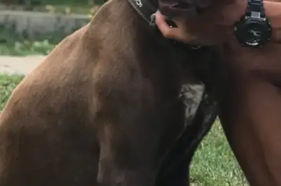 Собаки потеряшки, Ставрополь, фото: Потеряшка курцхаар на Командирском переулке, 5 в Ставрополе