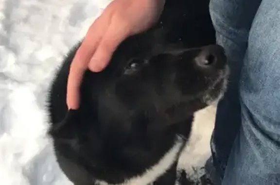 Пропала собака Милка в Черновском сельском поселении