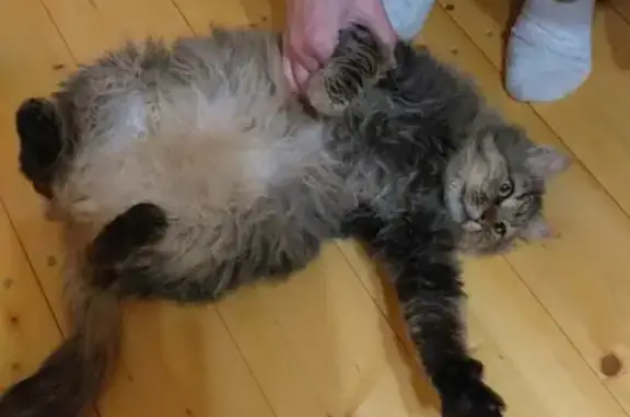 Уютный кот ищет дом в Московской области