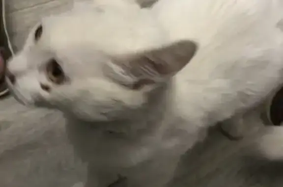 Пропала кошка: Белый кот с ошейником, Октябрьская улица 27, Черкесск