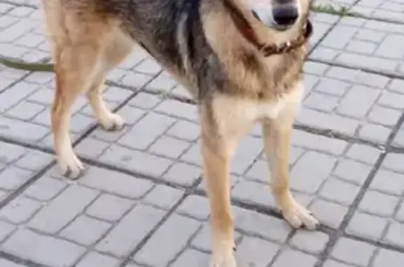 Пропала собака Линда на улице Фрунзе, Новотроицк