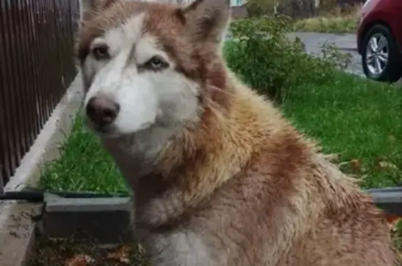 Пропала собака в Казани, 5 лет, голубые глаза.