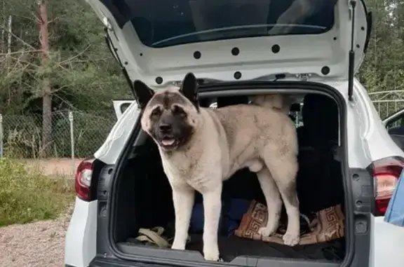 Собаки потеряшки, Санкт-Петербург, фото: Потеряшка Американская Акита на Дворцовой площади, СПб