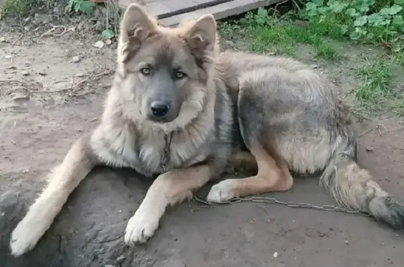 Пропала собака на Лесной улице