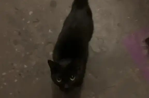 Найдена кошка, ул. Димитрова 18 к1, СПб
