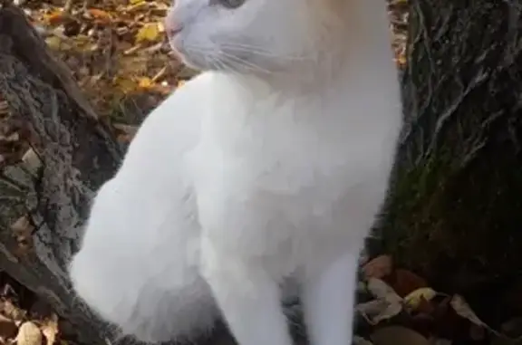 Пропала белая кошка Кот в СНТ Медвежий угол, Владимирская обл.