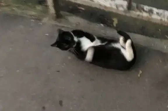 Кошка найдена на ул. Ивана Франко, 38 в Москве