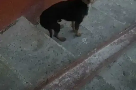 Найдена собака той-терьер около дома 43 на набережной реки Уфы