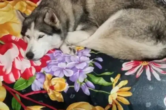 Собака хаски найдена на Хабаровской улице, 30, Волгоград