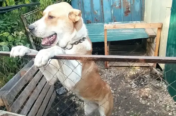 Собаки потеряшки, Ульяновск, фото: Потеряшка собака Ирта на улице Автомобилистов, Ульяновск