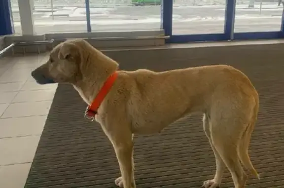 Собака в истощенном состоянии у гипермаркета Лента в Шолохово