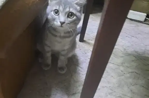 Кошка найдена на ул. Попова, Кемерово