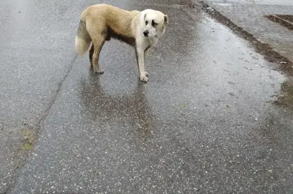 Найдена породистая собака возле музучилища в Рязани