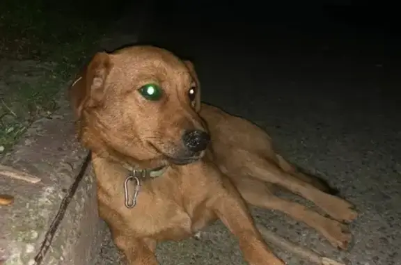 Собака найдена в Сочи 8-988-402-52-40