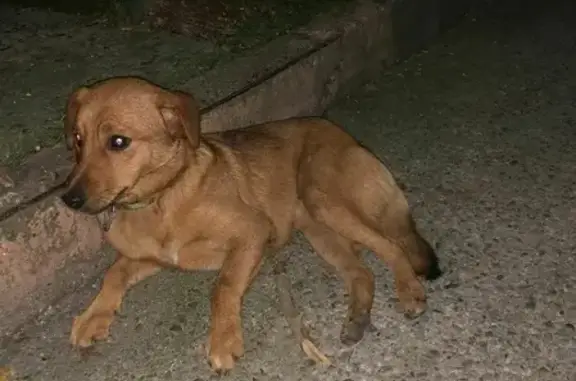 Найдена собака на Советской улице, Сочи
