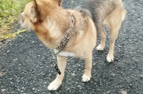 Собака найдена в коттеджном посёлке Высокий берег, Раменский район: контактный пёс в строгаче.
