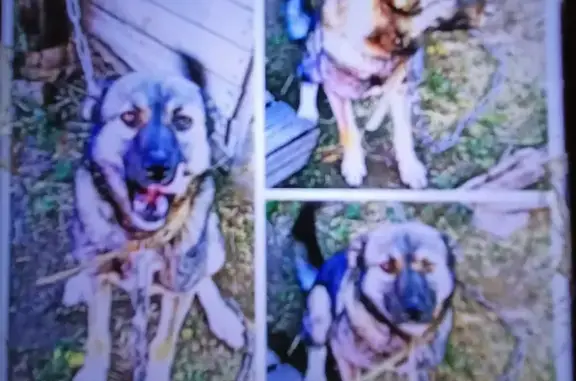 Пропала собака Дана в Георгиевке, Самарская область