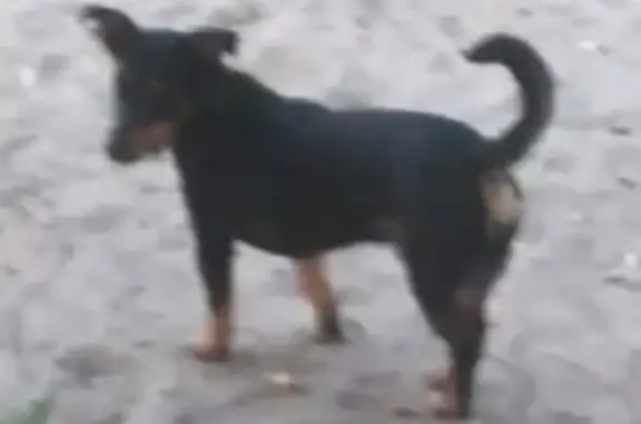 Пропала собака на 8 Марта, Наро-Фоминск