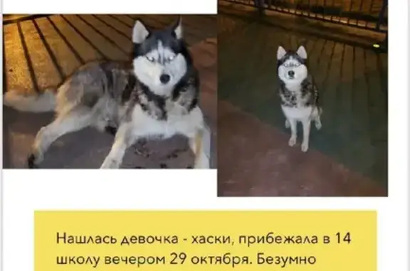 Найдена собака на Уральской, Краснодар