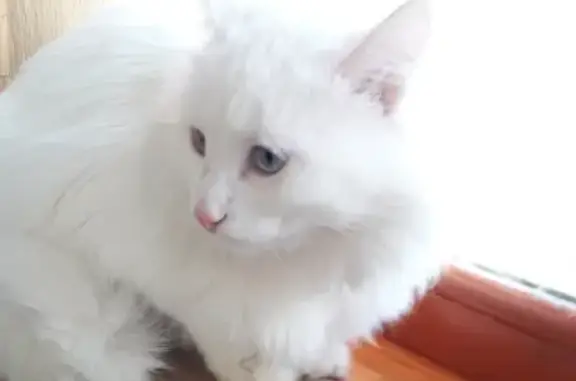 Кошки потеряшки, Казань, фото: Потеряшка кошка на ул. Н.Ершова, 1А, Казань