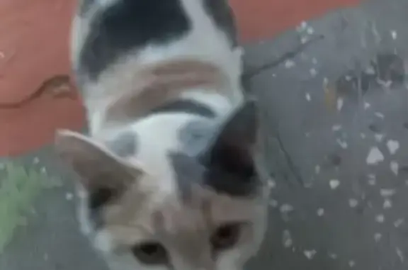 Найдена кошка на Ярославского 276, Иркутск