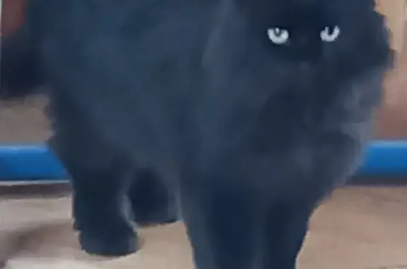 Найден черный пушистый кот в Редино