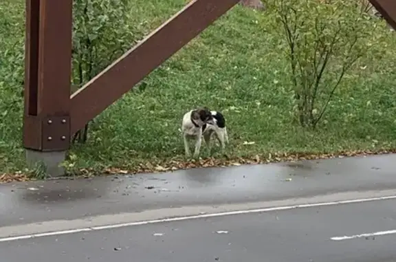 Потерялся щенок возле метро Нижегородская, Рязанский проспект
