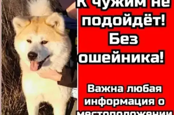 Собаки потеряшки, Санкт-Петербург, фото: Потеряшка собака на Дворцовой площади, Санкт-Петербург