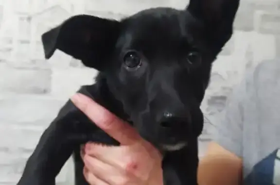 Найдена собака Малышка ищет дом в Омске!