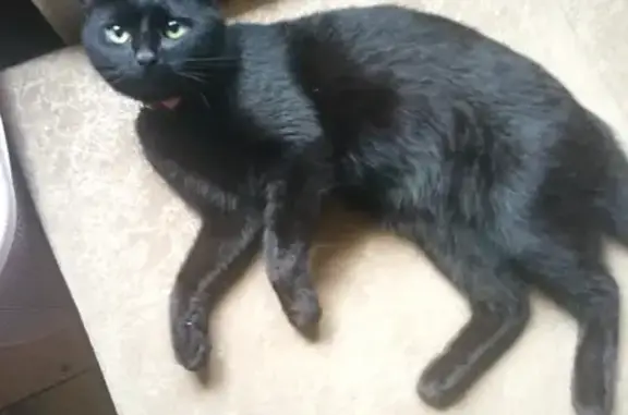 Пропала черная кошка с адресником в Хевроньино
