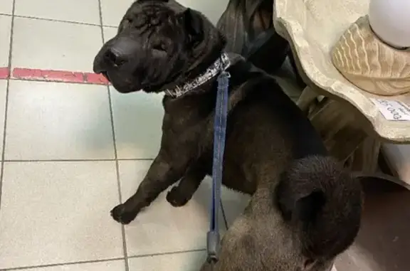 Найдена черная собака на пр. Ленина, Екатеринбург