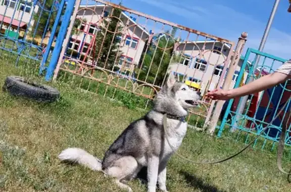 Пропала собака хаски на Тенистой улице, Троицкое 🐶🙏🏻