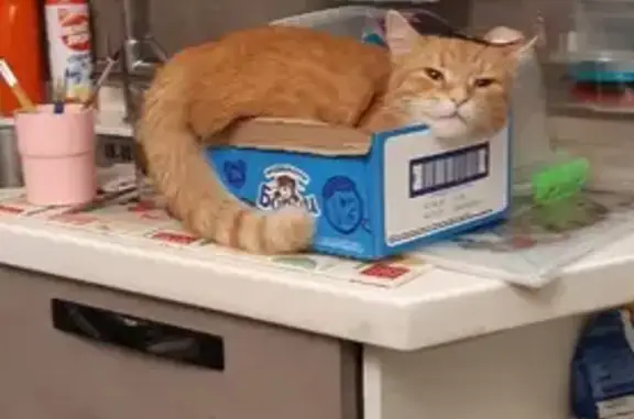 Кошки потеряшки, Ярославль, фото: Потеряшка кошка на Красноперекопской, 19 в Ярославле.